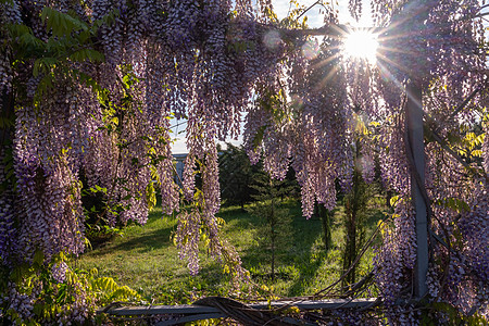 在阳光明媚的春日 从花园的格子架上垂下的美丽紫色紫藤花的近景 阳光从树枝上方照耀园艺房子墙纸晴天植物花园街道藤蔓蓝雨季节图片