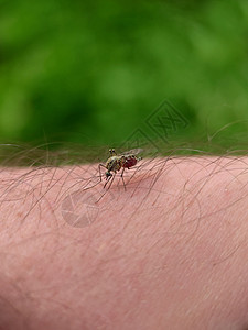 被剥光的蚊子在户外人类皮肤上吸血图片