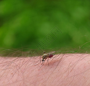 蚊子在人毛腿上喝血图片