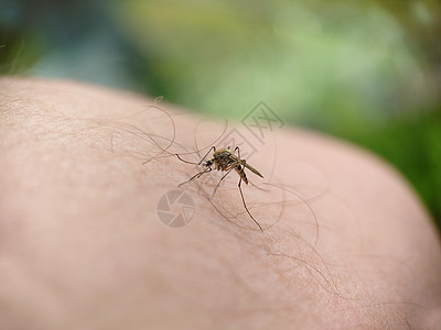 一只脱衣蚊子掉在一条人毛腿上图片