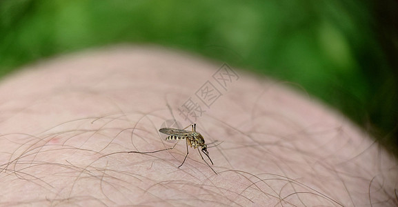 被剥光的蚊子坐在一个男人的腿上图片