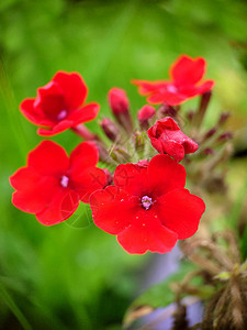 在草本背景特写上红色的花朵图片