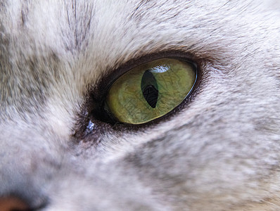 猫的眼睛 闭上绿猫的眼睛图片