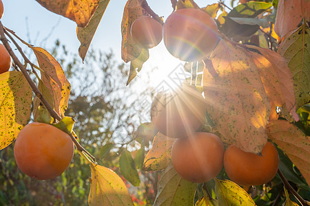 皮西蒙成熟的果园 树枝和茂密的百西门水果 在阳光明媚的日子树叶园艺柿树晴天自然生长叶子绿叶味道植物图片