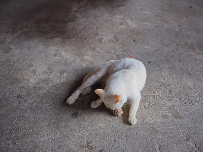 动物背景 白猫在地板上舔爪子猫科动物虎斑舌头猫咪哺乳动物宠物眼睛晶须头发小猫图片