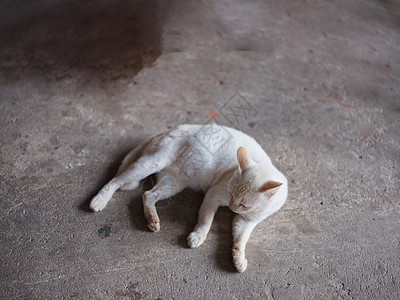 动物背景 白猫在地板上舔爪子小猫哺乳动物毛皮虎斑宠物猫咪晶须头发舌头眼睛图片