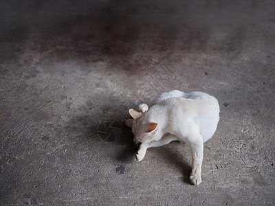 动物背景 白猫在地板上舔爪子猫咪小猫毛皮头发猫科动物晶须舌头宠物哺乳动物虎斑图片