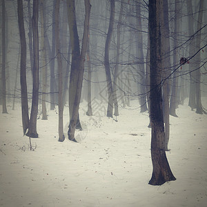 背景与雾中的树木 冬天的自然与树干 木材和环境的概念天气旅行小路风景松树植物木头天空魔法场景图片
