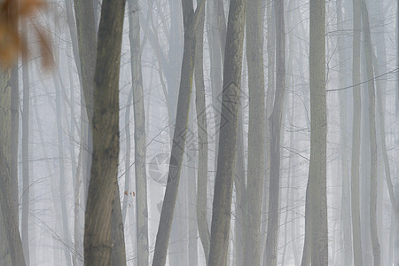 背景与雾中的树木 冬天的自然与树干 木材和环境的概念植物森林旅行魔法叶子场景木头松树天空小路图片