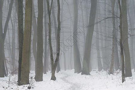 背景与雾中的树木 冬天的自然与树干 木材和环境的概念植物季节场景魔法太阳风景薄雾旅行小路森林图片