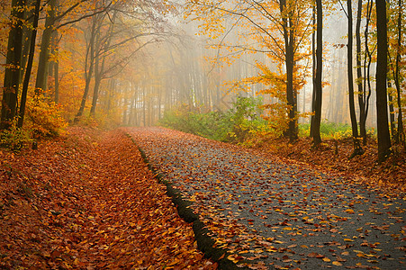 在秋天风景的路径 美丽的自然多彩背景与树叶 自然阴雨天气恶劣的环境树木叶子森林人行道国家橙子植物太阳季节薄雾图片