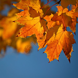 秋天 秋天的时候 树上美丽的五颜六色的树叶 秋天的自然季节性颜色背景墙纸木头框架环境叶子场地公园植物金子阳光图片