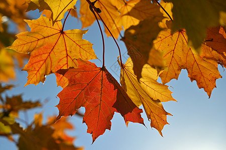 秋天 秋天的时候 树上美丽的五颜六色的树叶 秋天的自然季节性颜色背景天气木头公园场地橙子环境森林植物框架叶子图片