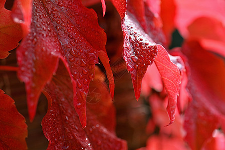 秋天的背景 一棵树上美丽的五颜六色的叶子 在大自然中的秋天时间 水滴雨季的概念橙子雨滴落叶天气植物群植物森林公园花园墙纸图片