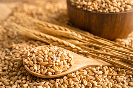 有机农业农场的谷物和小麦耳朵植物小穗营养大麦收成面粉标签种子粮食金子图片