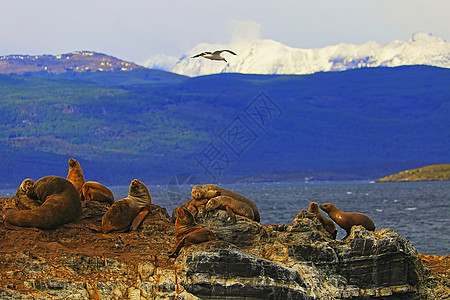 海狮和海豹 阿根廷乌斯怀亚州火地岛Fuego的比格尔海峡毛皮天空蓝色风景海鸟地方荒野目的地雪山旅游图片