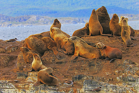 海狮和海豹 阿根廷乌斯怀亚州火地岛Fuego的比格尔海峡狮子水鸟荒野风景目的地毛皮海鸟地方蓝色旅游图片