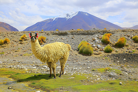 Llama 高海拔 来自南美洲的山羊皮 玻利维亚高原图片