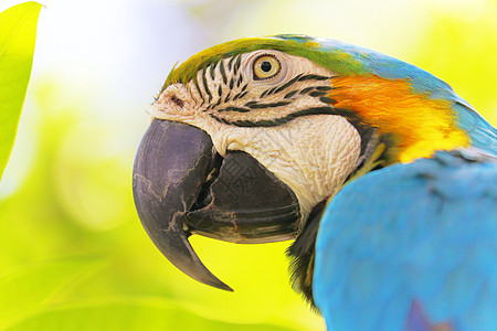 巴西Pantanal湿地自然热带蓝斑和黄鹦鹉马卡锯热带鸟类野外动物观鸟蓝色雨林野生动物栖息动物体摄影纹理羽毛图片
