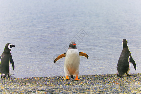 阿根廷南美洲乌斯怀亚提拉德尔弗埃戈岛的根托企鹅旅游雪山海滩摄影环境荒野物种主题风景全景图片