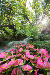 泰国清莱大树下花园里美丽的春花图片