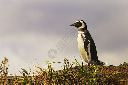 阿根廷南美洲乌斯怀亚提拉德尔弗埃戈岛的根托企鹅荒野海滩物种海鸟标记濒危动物摄影雪山野外动物图片
