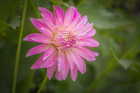 一朵花开花 法国春节时的园圃花头植物学菜园印象派叶子花粉紫色园艺植物园花卉图片