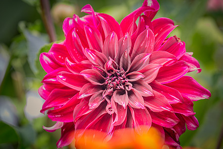 一朵花开花 法国春节时的园圃花粉摄影植物园艺印象派菜园花园微距园景叶子图片