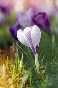 在阳光明媚的春日 绿草上放着美丽的野生花朵白色黄色花瓣中提琴绿色植物群花园荒野叶子紫色图片