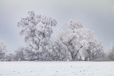 冬季风景 树木冰冻 冰雪和冰霜 德国图片