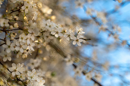 盛开的白樱桃李 一枝盛开的梅花映衬着蓝天 城市花园里美丽的梅花白花 春天的背景 盛开的花园图片
