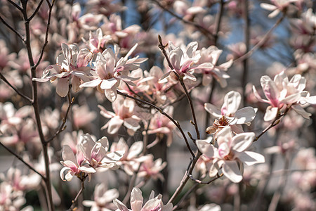 春时在紫蓝天空和粉色背景中 与面团形成宽广的成分植物群花园婚礼花朵植物花瓣收藏墙纸紫色季节图片