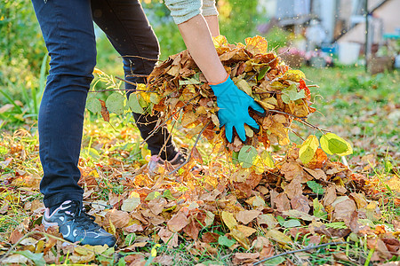 在秋天的花园里 紧紧握着女人手和一堆叶子树木生态工作土地园丁院子季节树叶工人公园图片