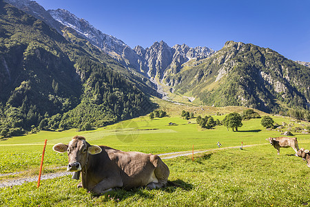 瑞士瑞士阿尔卑斯山 恩加迪德河谷的阿尔卑斯山牛高地农场雪山文化阳光哺乳动物目的地日落旅游风景图片
