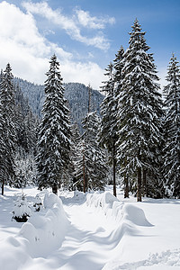 美丽的冬季风景 树木不下大雪森林隧道胡同季节场景小路气候踪迹车道公园图片