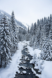 美丽的冬季风景 有雪覆盖的树木田园薄雾风光仙境冰镇森林天空冒险假期木头图片