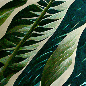 绿色热带植物的自然景象留下背景艺术生态树叶异国情调棕榈花园叶子植物群植物学图片