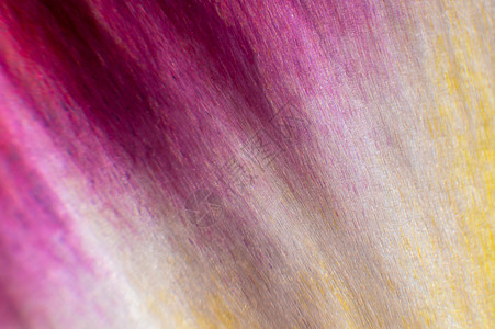粉红色花瓣的极端巨型亮光缝合 抽象花瓣纹理背景宏观活力植物群玫瑰植物墙纸粉色花园白色图片