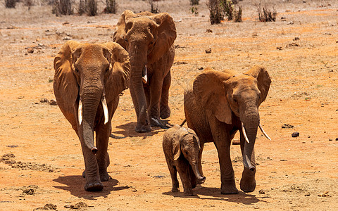 四个非洲布什大象大草原象牙眼睛公园游戏树干哺乳动物旅行游客濒危图片