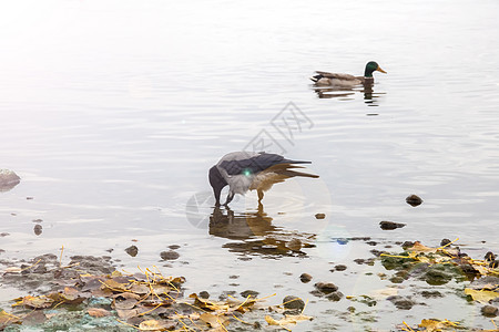 乌鸦站在水中的岩石上观鸟水禽野生动物动物群池塘爪子黑鸟斑点鸟类荒野图片
