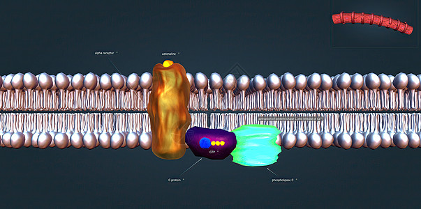 贝塔1受体对于同情性神经系统的正常生理功能至关重要 3D 插图 请查看InfoFinland上的血糖生物流量报警生物学肾上腺葡萄图片