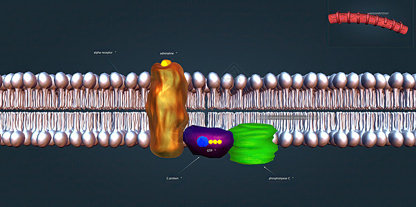 贝塔1受体对于同情性神经系统的正常生理功能至关重要 3D 插图 请查看InfoFinland上的心肌流量血管稳态葡萄糖报警信号血图片