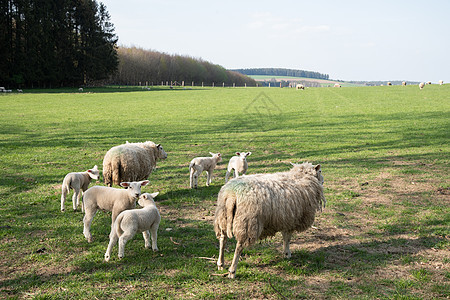 白羊和羊羔在绿草草坪上放牧 以天然饲料作为剪羊毛的天然饲料羊肉农田爬坡新生农民动物男人羔羊牧场旅行图片