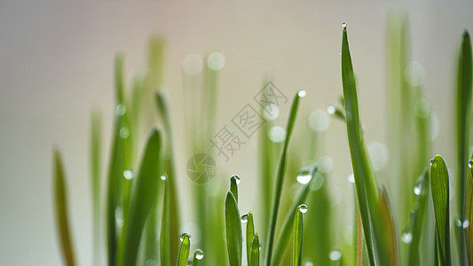 青春的草苗和露水 近视土壤季节微距幼苗植物生长豆芽雨滴大麦收成图片