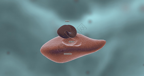 酶是蛋白质 通过加速化学反应而起到生物催化剂作用的蛋白质生物产品化学活性微生物学辅酶位点抑制基质图片