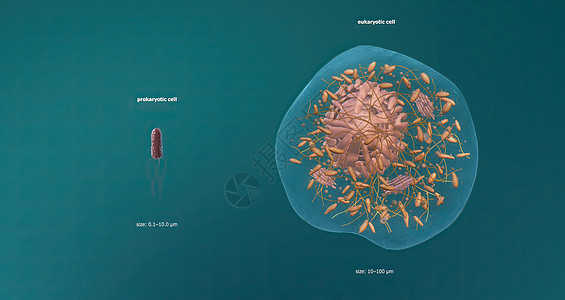 Eukaryote 任何细胞或生物 拥有一个明确界定的核心细菌细胞壁质粒细胞膜多肽生物体细胞质骨架鞭毛微生物学图片