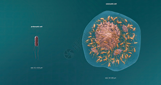 Eukaryote 任何细胞或生物 拥有一个明确界定的核心染色体生物体纤毛质粒化学细胞壁细胞膜鞭毛骨架细胞质图片