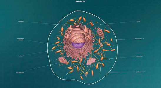 Eukaryote 任何细胞或生物 拥有一个明确界定的核心鞭毛多肽细菌微生物学核膜细胞壁骨架生物体质粒纤毛图片