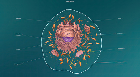 Eukaryote 任何细胞或生物 拥有一个明确界定的核心纤毛细胞壁鞭毛细菌化学染色体微生物学质粒细胞质核膜图片