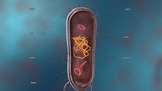 细菌是一种简单的生命形式 被称为prokaryotes生物螺旋形毒素螺旋体细菌学杆状细胞壁大都会大肠杆菌淋病图片